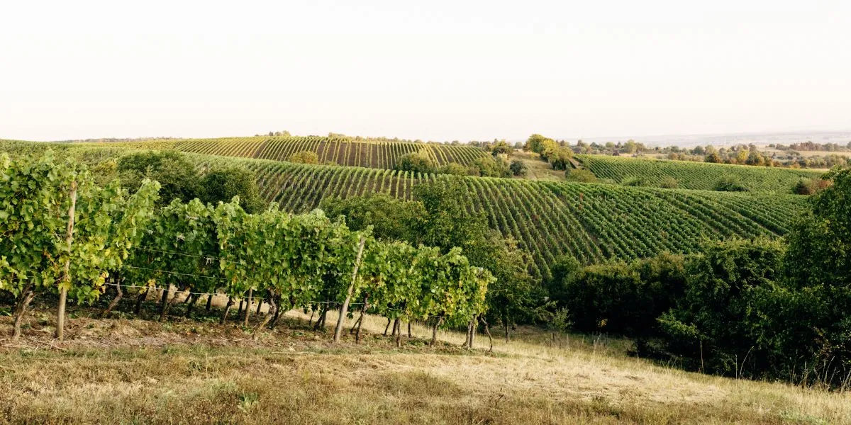 Winzerhandwerk unter Druck