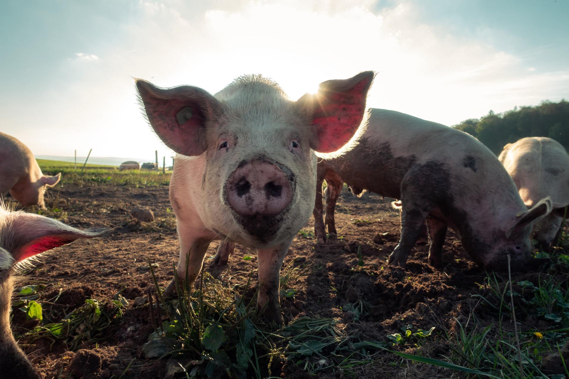 Veganer Wein - wie kann das (NICHT) sein?