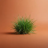 frisch geschnittenes Gras
