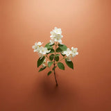 Jasmin