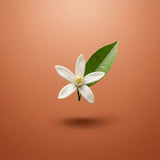 Orangenblüte