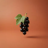 schwarze Johannisbeere